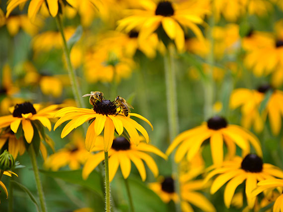 Las abejas (y la naturaleza)  te agradecern estas flores 